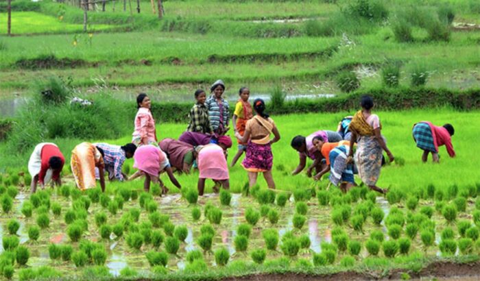 women in agriculture sri lanka1
